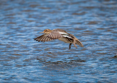 Die Knäkente – Vogelfoto von Stefan Berghoff, Bild 4
