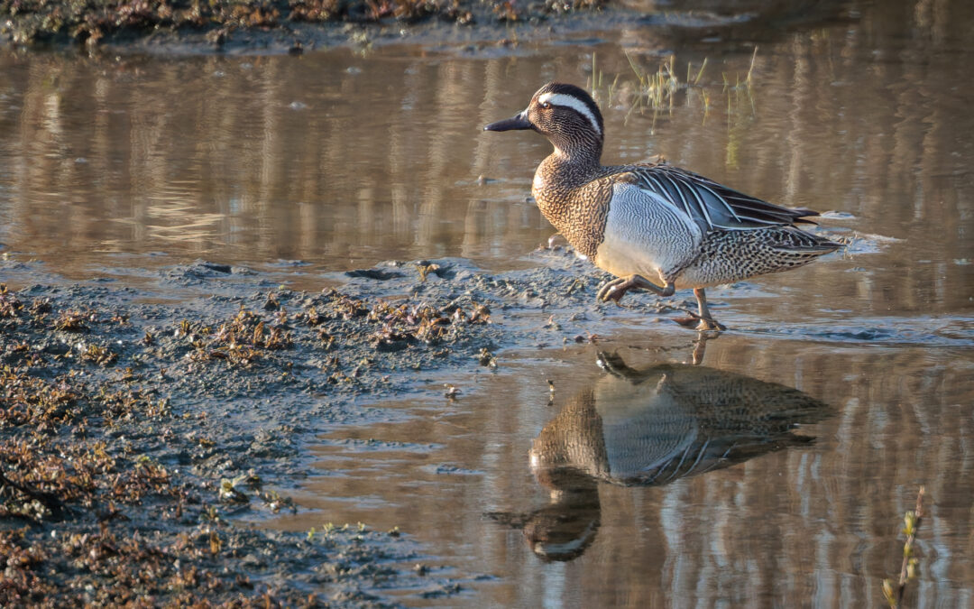 Die Knäkente (Spatula querquedula) – Vogelfoto von Stefan Berghoff