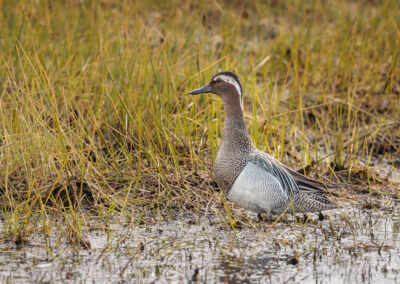 Die Knäkente – Vogelfoto von Stefan Berghoff, Bild 3