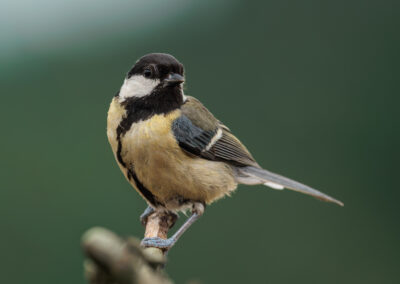 Die Kohlmeise – Vogelfoto von Stefan Berghoff, Bild 4