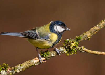 Die Kohlmeise – Vogelfoto von Stefan Berghoff, Bild 7