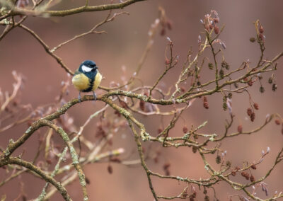 Die Kohlmeise – Vogelfoto von Stefan Berghoff, Bild 6