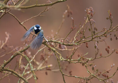 Die Kohlmeise – Vogelfoto von Stefan Berghoff, Bild 5