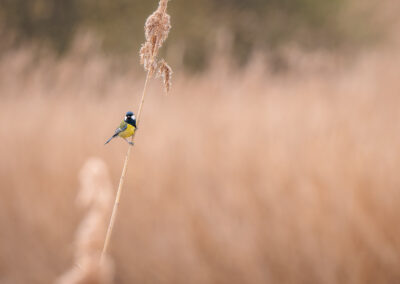 Die Kohlmeise – Vogelfoto von Stefan Berghoff, Bild 3