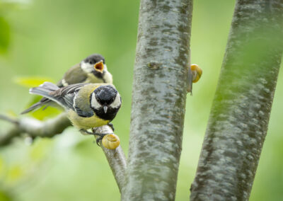 Die Kohlmeise – Vogelfoto von Stefan Berghoff, Bild 2