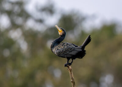 Der Kormoran – Vogelfoto von Stefan Berghoff, Bild 3