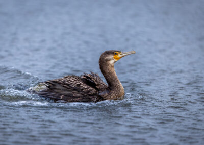 Der Kormoran – Vogelfoto von Stefan Berghoff, Bild 1