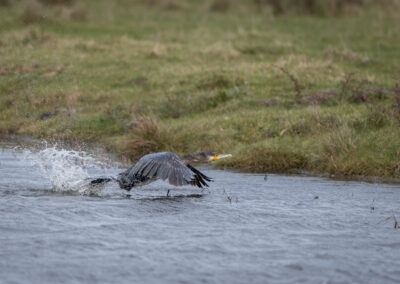 Der Kormoran – Vogelfoto von Stefan Berghoff, Bild 7