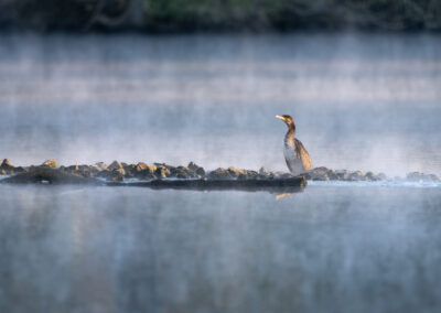 Der Kormoran – Vogelfoto von Stefan Berghoff, Bild 2