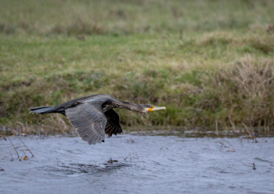 Der Kormoran – Vogelfoto von Stefan Berghoff, Bild 6