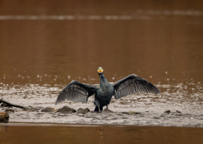 Der Kormoran – Vogelfoto von Stefan Berghoff, Bild 5
