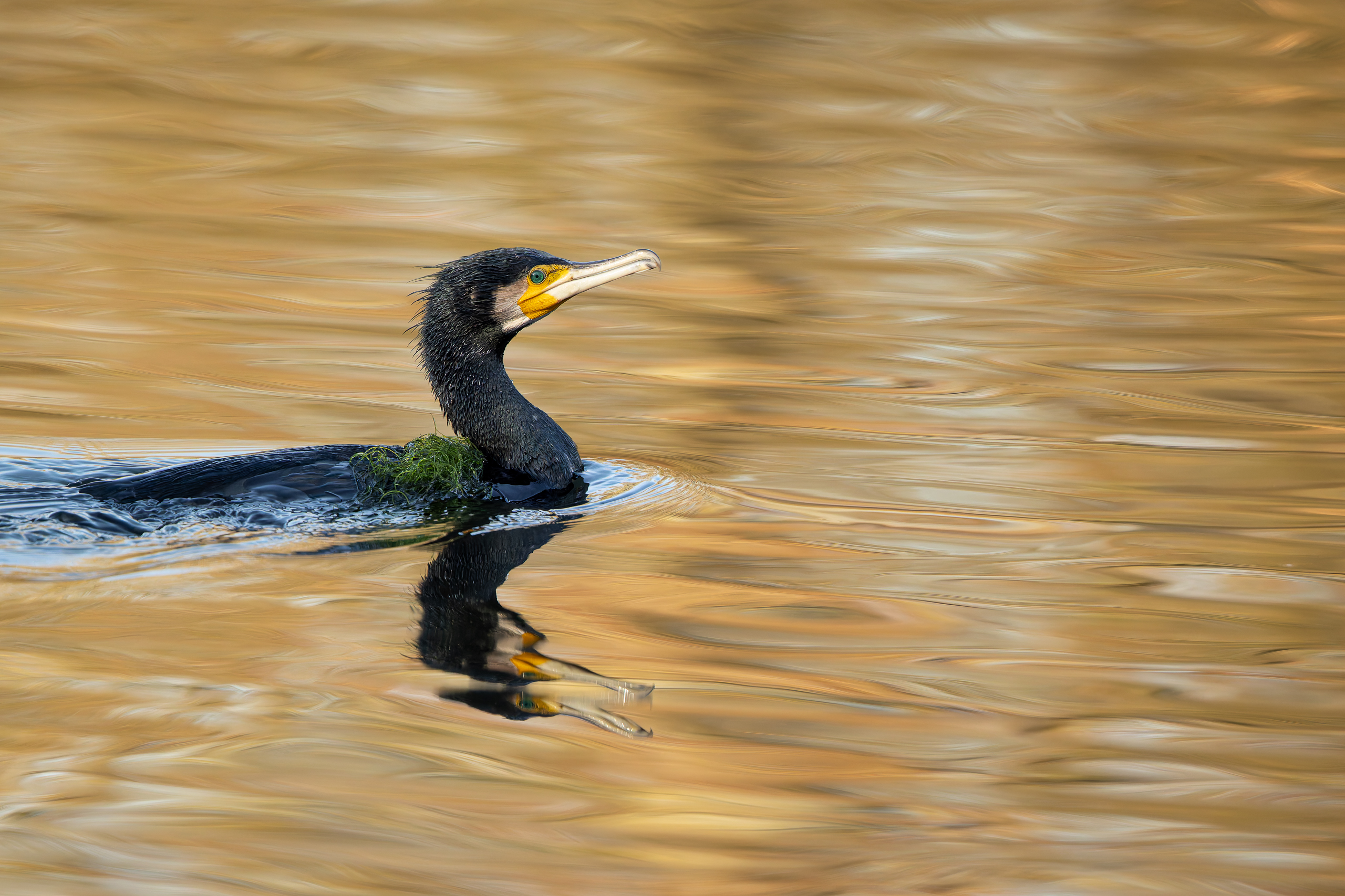 R5II9389-DxO_DeepPRIME XD2s Der Kormoran (Phalacrocorax carbo) – Vogelfoto von Stefan Berghoff