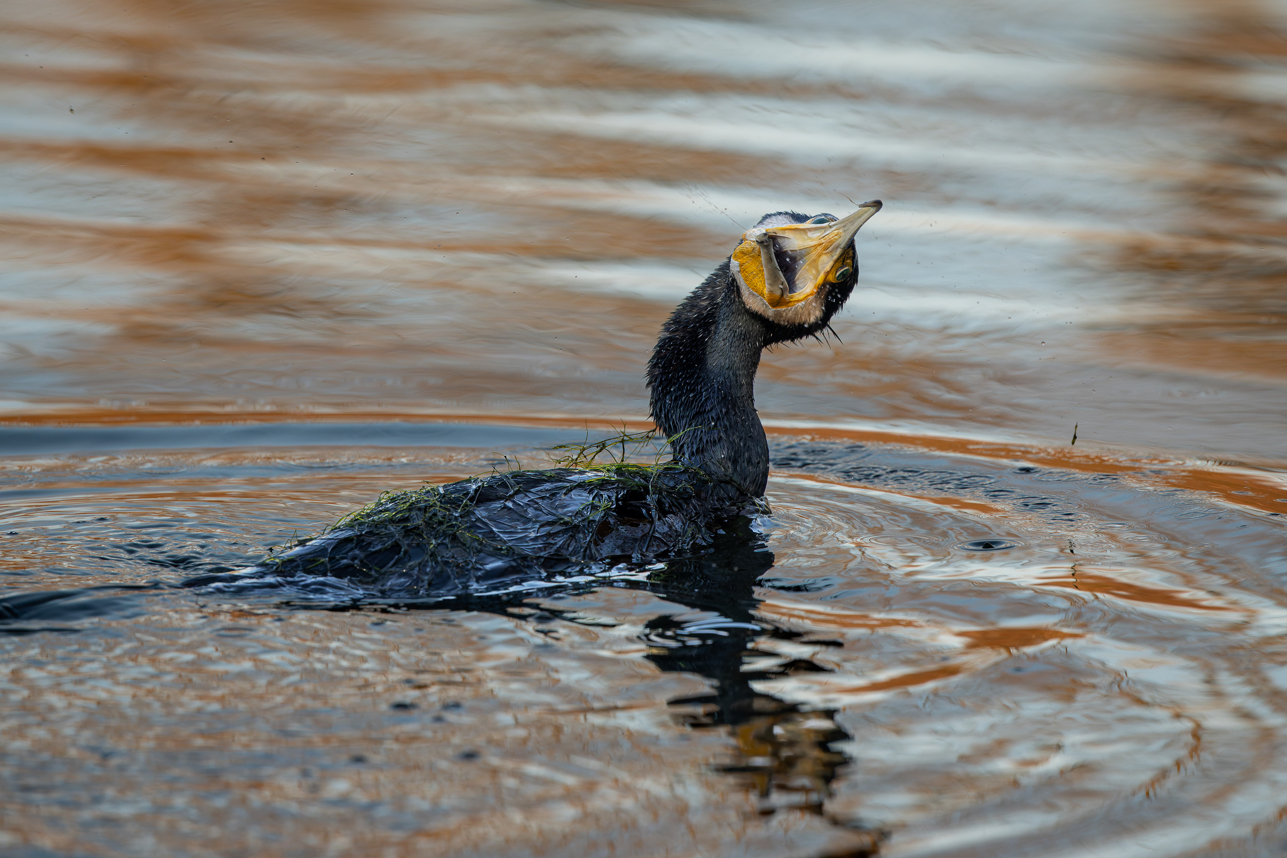 R5II9268-DxO_DeepPRIME XD2s Der Kormoran (Phalacrocorax carbo) – weiteres Foto von Stefan Berghoff