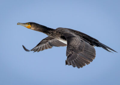 Der Kormoran – Vogelfoto von Stefan Berghoff, Bild 4