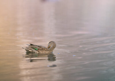 Die Krickente – Vogelfoto von Stefan Berghoff, Bild 1