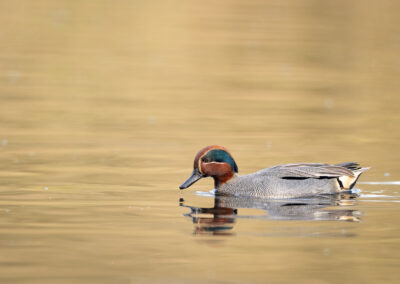 Die Krickente – Vogelfoto von Stefan Berghoff, Bild 5