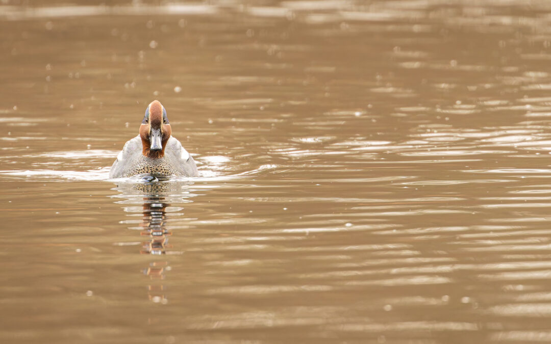 Die Krickente (Anas crecca) – Vogelfoto von Stefan Berghoff