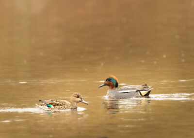 Die Krickente – Vogelfoto von Stefan Berghoff, Bild 8