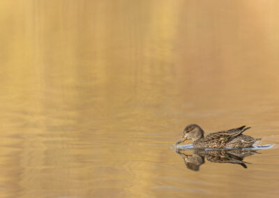 Die Krickente – Vogelfoto von Stefan Berghoff, Bild 7