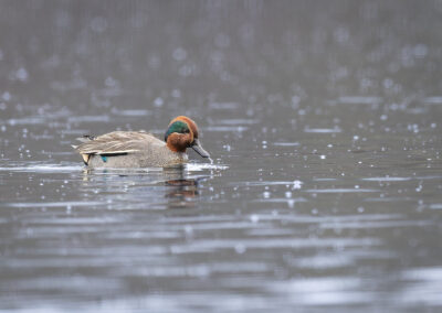 Die Krickente – Vogelfoto von Stefan Berghoff, Bild 4