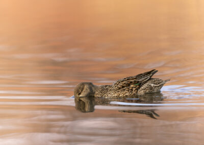 Die Krickente – Vogelfoto von Stefan Berghoff, Bild 3