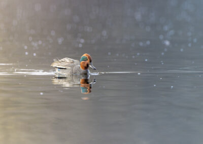 Die Krickente – Vogelfoto von Stefan Berghoff, Bild 6