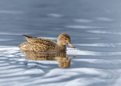 Die Krickente – Vogelfoto von Stefan Berghoff, Bild 2