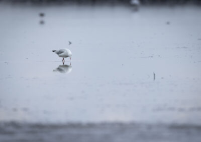 Die Lachmöwe – Vogelfoto von Stefan Berghoff, Bild 4