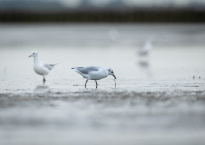 Die Lachmöwe – Vogelfoto von Stefan Berghoff, Bild 18