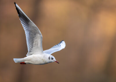 Die Lachmöwe – Vogelfoto von Stefan Berghoff, Bild 19