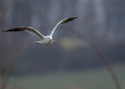 Die Lachmöwe – Vogelfoto von Stefan Berghoff, Bild 21