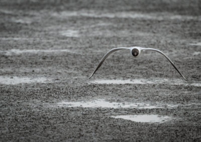 Die Lachmöwe – Vogelfoto von Stefan Berghoff, Bild 11