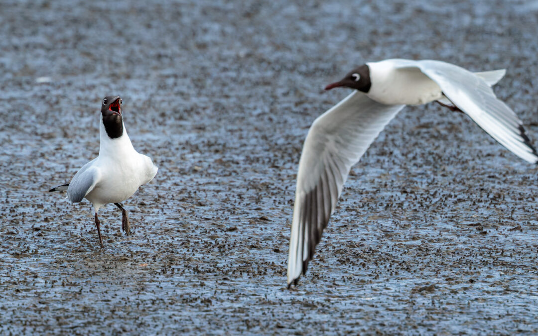 Die Lachmöwe (Chroicocephalus ridibundus) – Vogelfoto von Stefan Berghoff