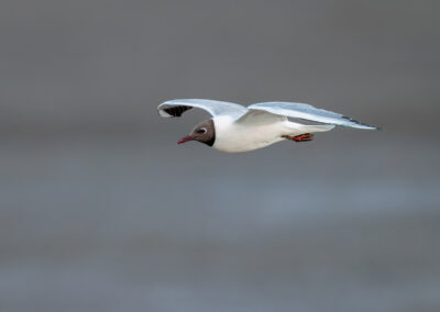 Die Lachmöwe – Vogelfoto von Stefan Berghoff, Bild 9