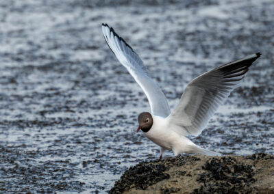 Die Lachmöwe – Vogelfoto von Stefan Berghoff, Bild 8