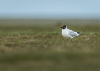 Die Lachmöwe – Vogelfoto von Stefan Berghoff, Bild 6