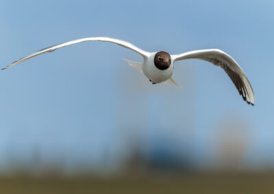 Die Lachmöwe – Vogelfoto von Stefan Berghoff, Bild 3