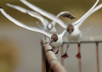 Die Lachmöwe – Vogelfoto von Stefan Berghoff, Bild 1