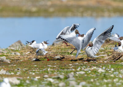 Die Lachmöwe – Vogelfoto von Stefan Berghoff, Bild 12