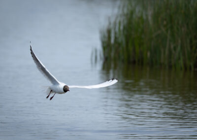 Die Lachmöwe – Vogelfoto von Stefan Berghoff, Bild 2