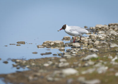 Die Lachmöwe – Vogelfoto von Stefan Berghoff, Bild 13
