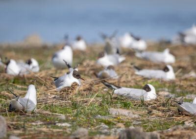 Die Lachmöwe – Vogelfoto von Stefan Berghoff, Bild 14