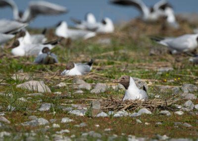 Die Lachmöwe – Vogelfoto von Stefan Berghoff, Bild 16