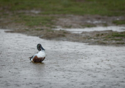 Die Löffelente – Vogelfoto von Stefan Berghoff, Bild 3