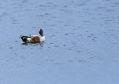 Die Löffelente – Vogelfoto von Stefan Berghoff, Bild 4
