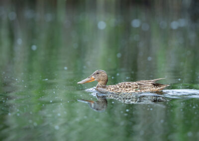 Die Löffelente – Vogelfoto von Stefan Berghoff, Bild 1