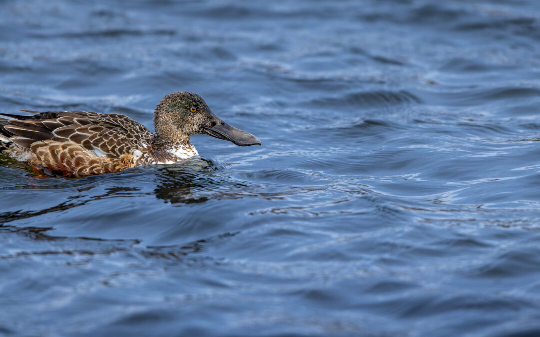 Die Löffelente (Spatula clypeata) – Vogelfoto von Stefan Berghoff