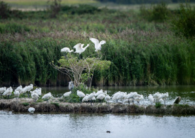 Der Löffler – Vogelfoto von Stefan Berghoff, Bild 4