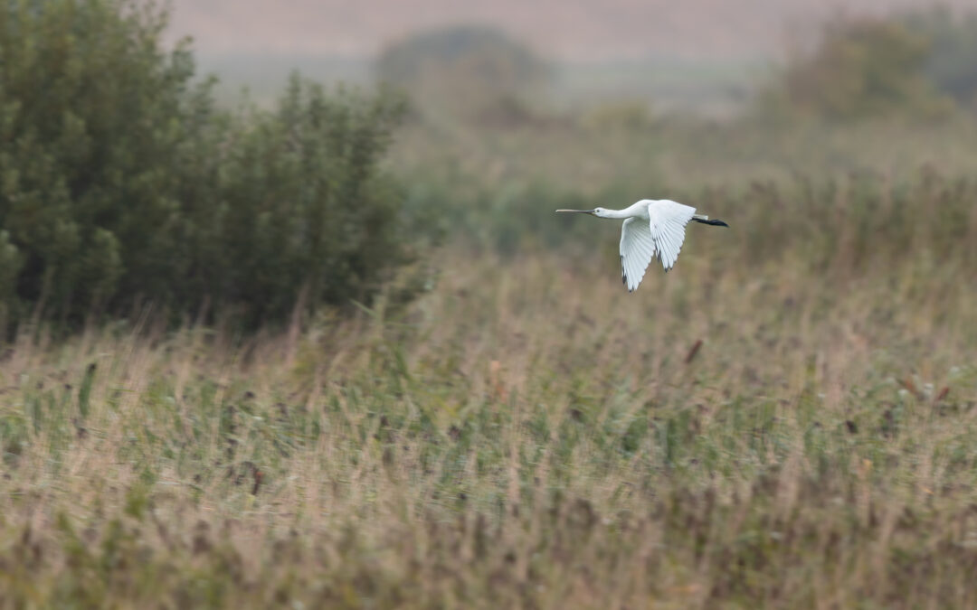 Der Löffler (Platalea leucorodia) – Vogelfoto von Stefan Berghoff