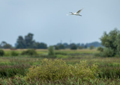 Der Löffler – Vogelfoto von Stefan Berghoff, Bild 3